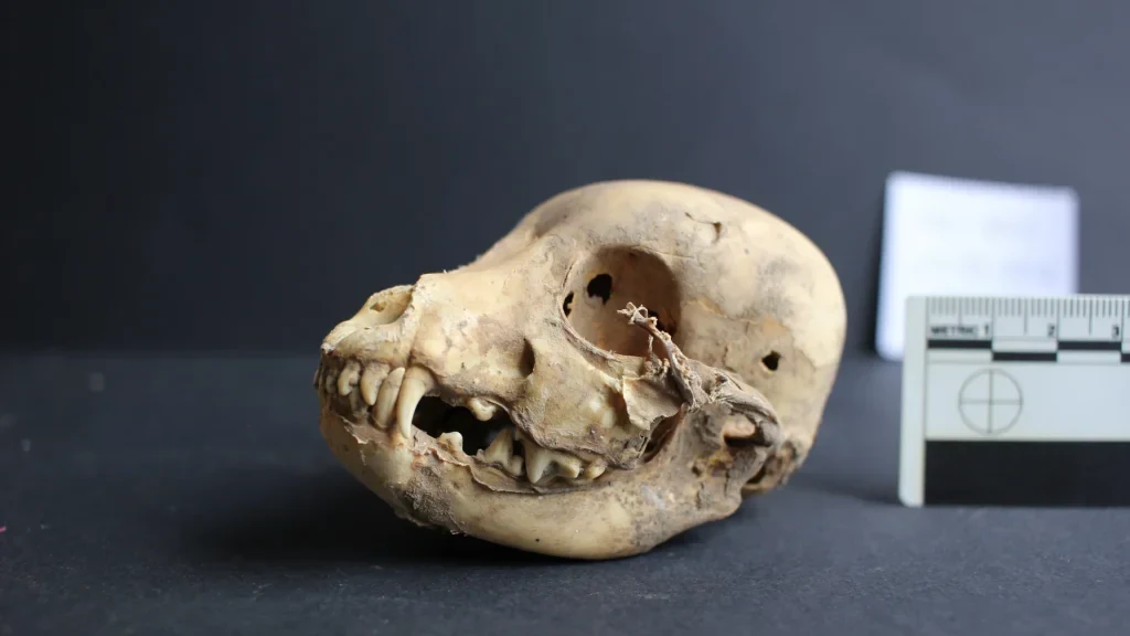 File photo: What Ancient Dog Teeth Reveal About Peru - GuariniGRAD | Guarini School ...